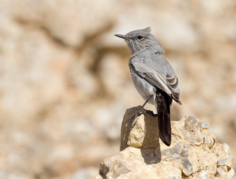 чернохвостка, или, скромный, чекан ветренно фото превью