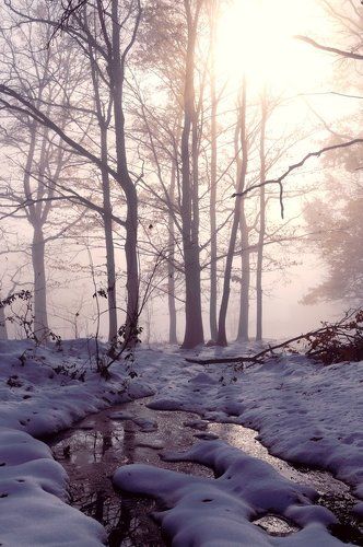 Сиреневый туман