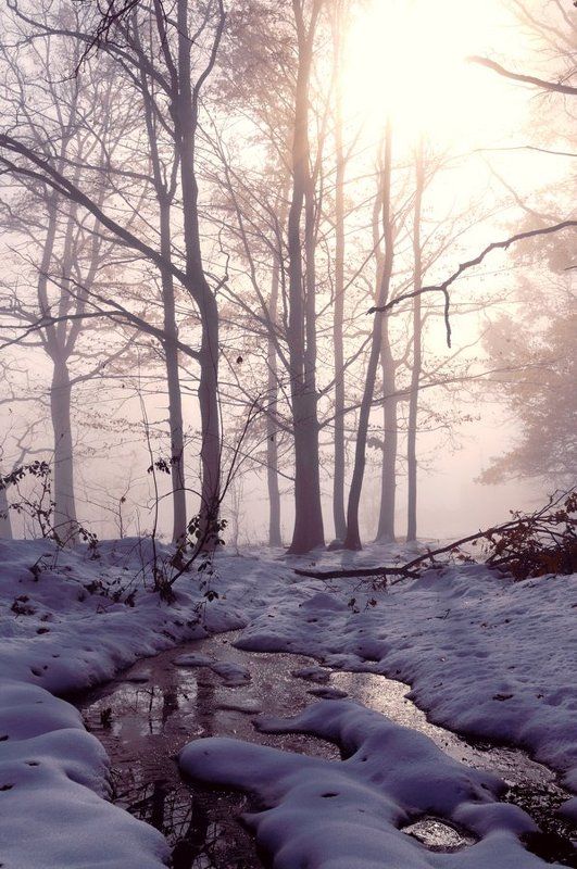 Сиреневый туман фото превью