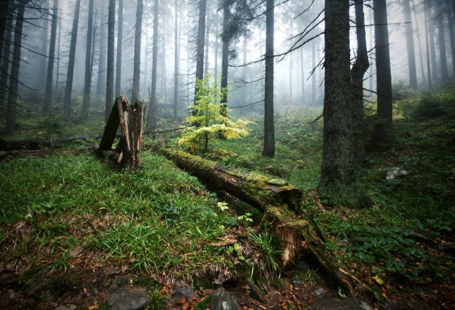 природа, пейзаж, лес, нанорама, туман, карпаты, Piligrim