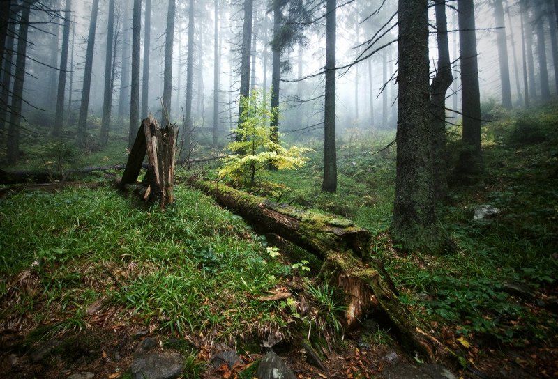 природа, пейзаж, лес, нанорама, туман, карпаты лесные рассказы фото превью