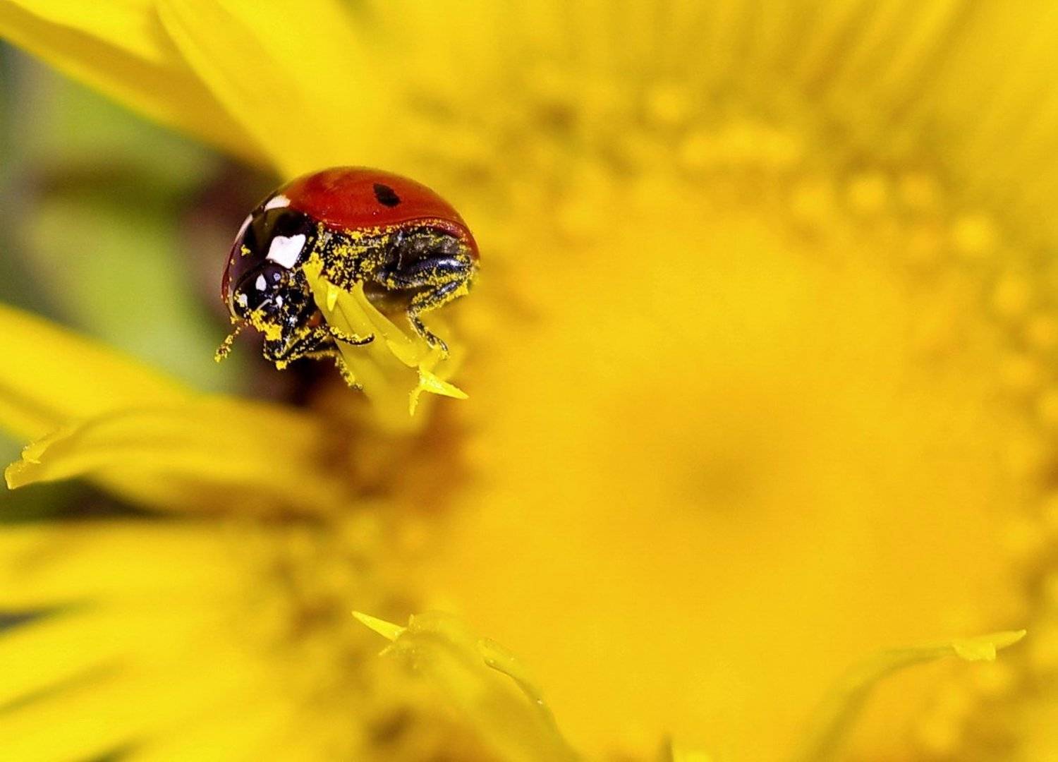 божья коровка, насекомые, пыльца, цветок, Арсен Алабердов