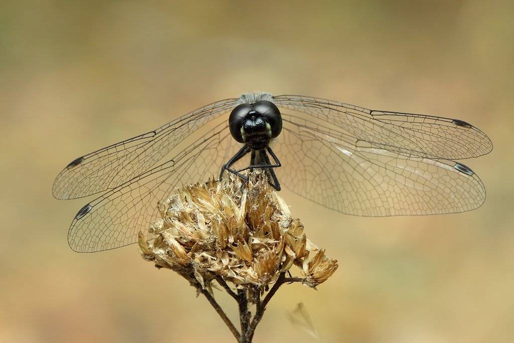 , Сергей Таланов
