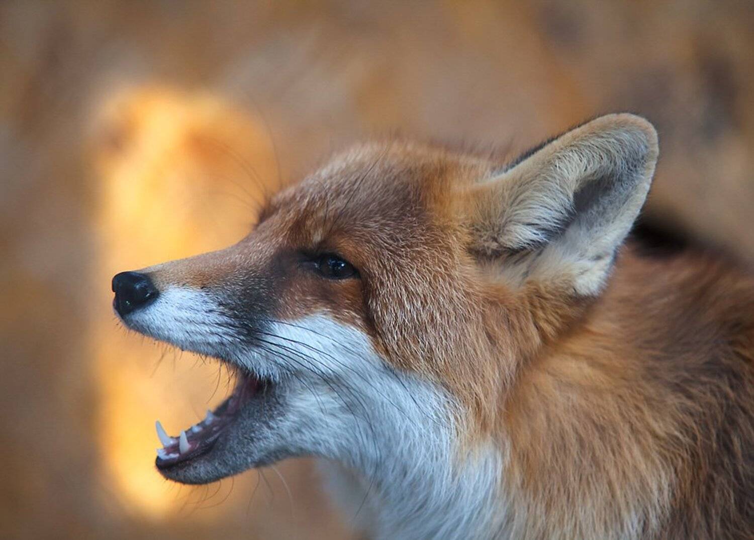 животные, Евгений