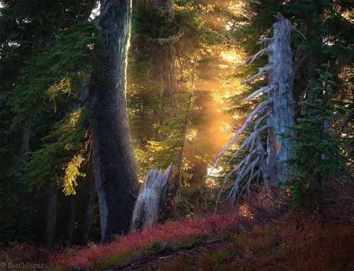 Forest of Wonders