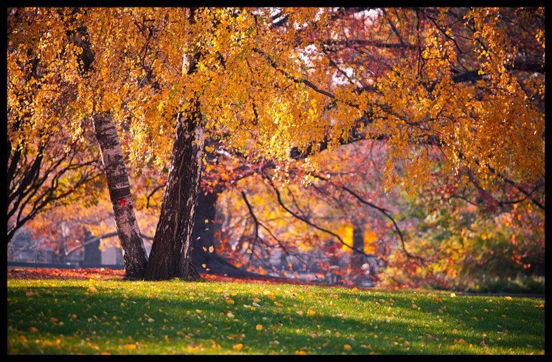 венская осень фото превью