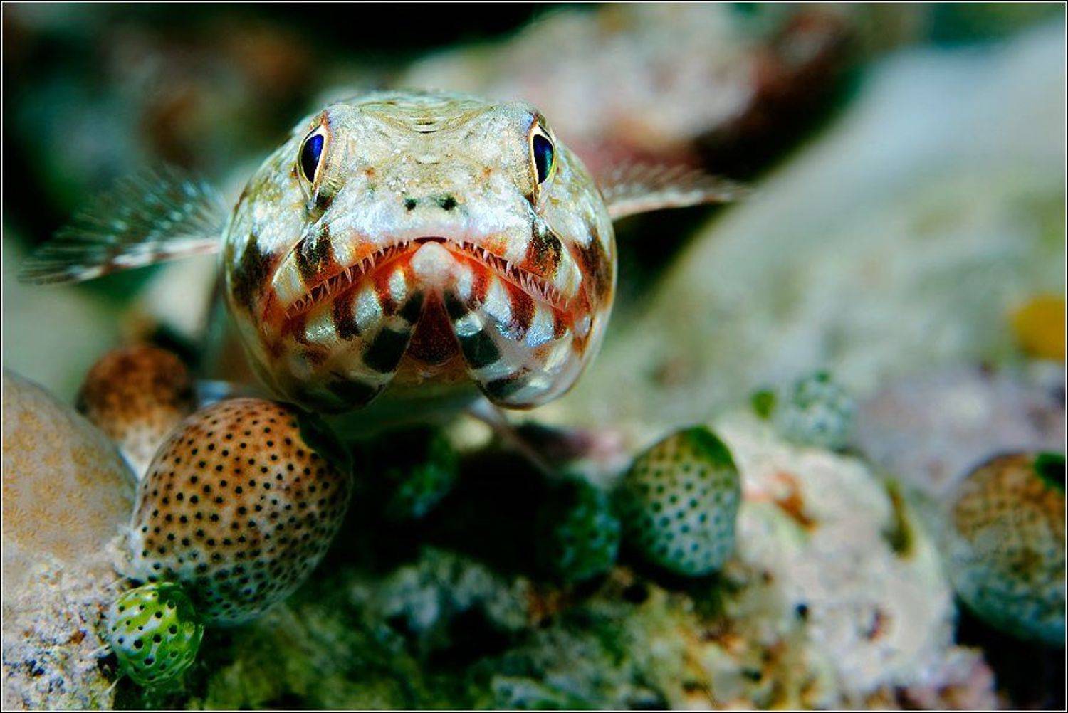 , Владимир Жданов