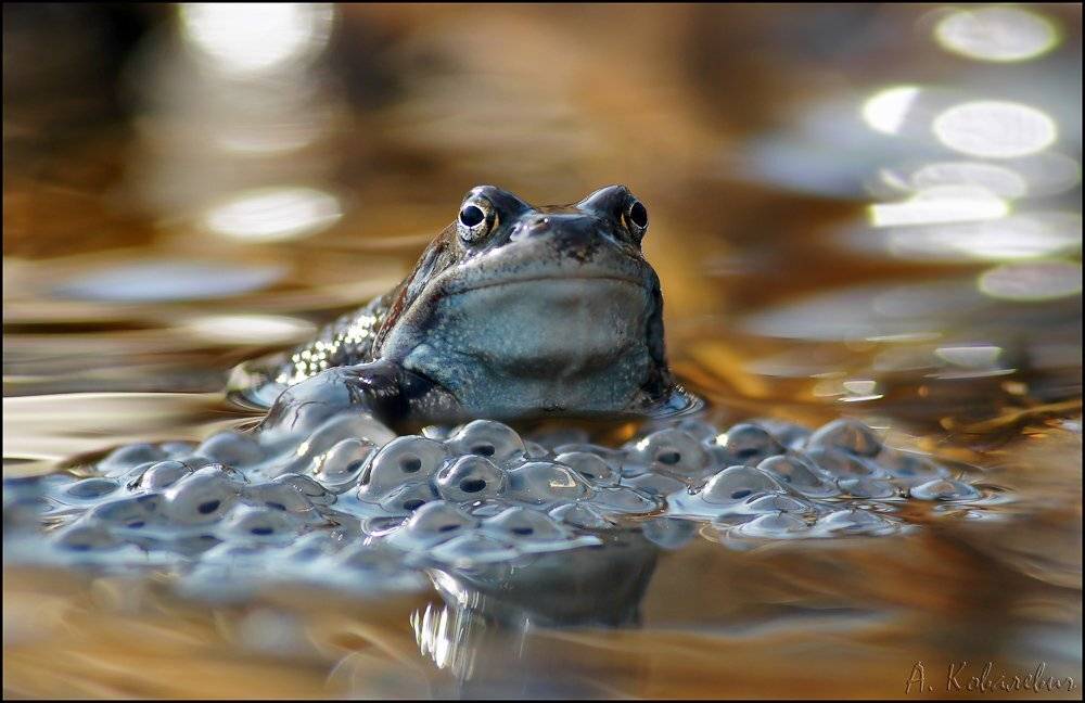 лягушка, Ковалевич А.