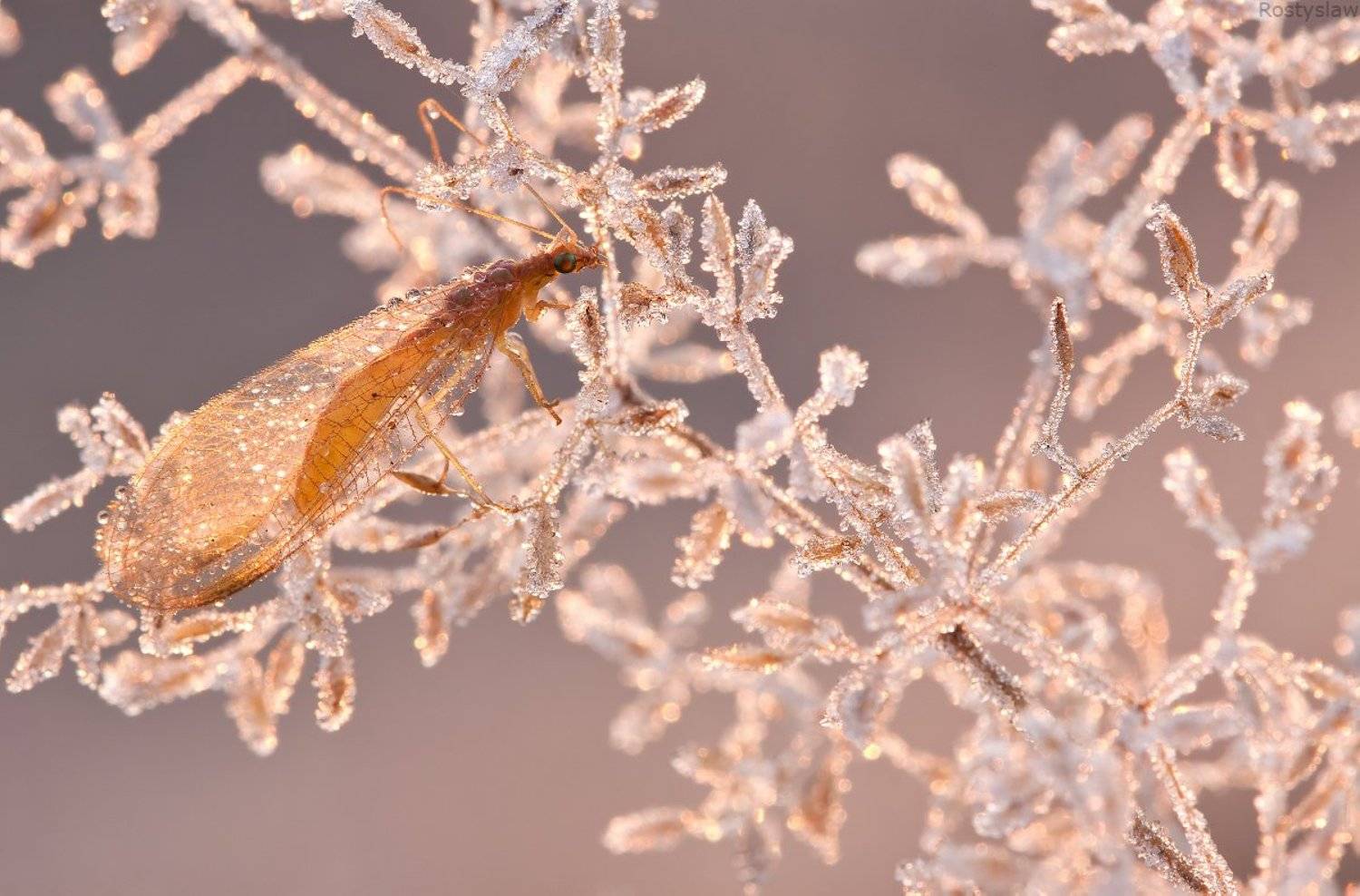 ростислав, макро, 100мм, Ростислав