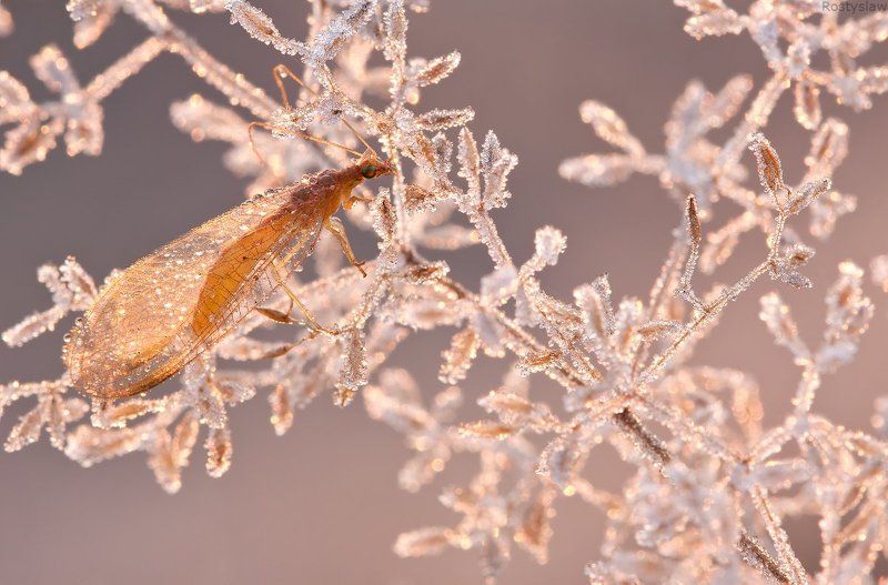 ростислав, макро, 100мм Поздняя осень фото превью