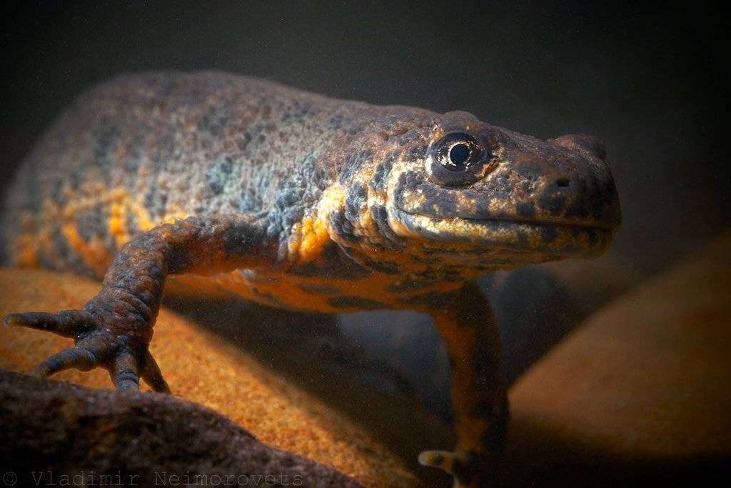 краснодарский край, северо-западный кавказ, тритон карелина, тритон, krasnodar territory, north-west caucasus, triturus karelinii, Vladimir Neimorovets