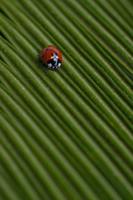 божья, коровка *** фото превью