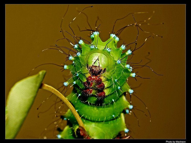 гусеница, сатурния монстры макромиров фото превью