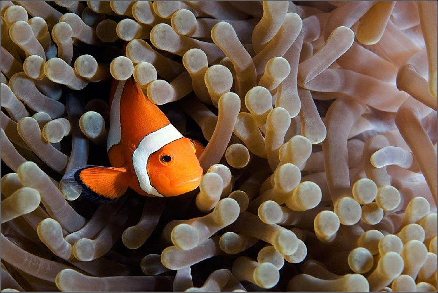 , Владимир Жданов