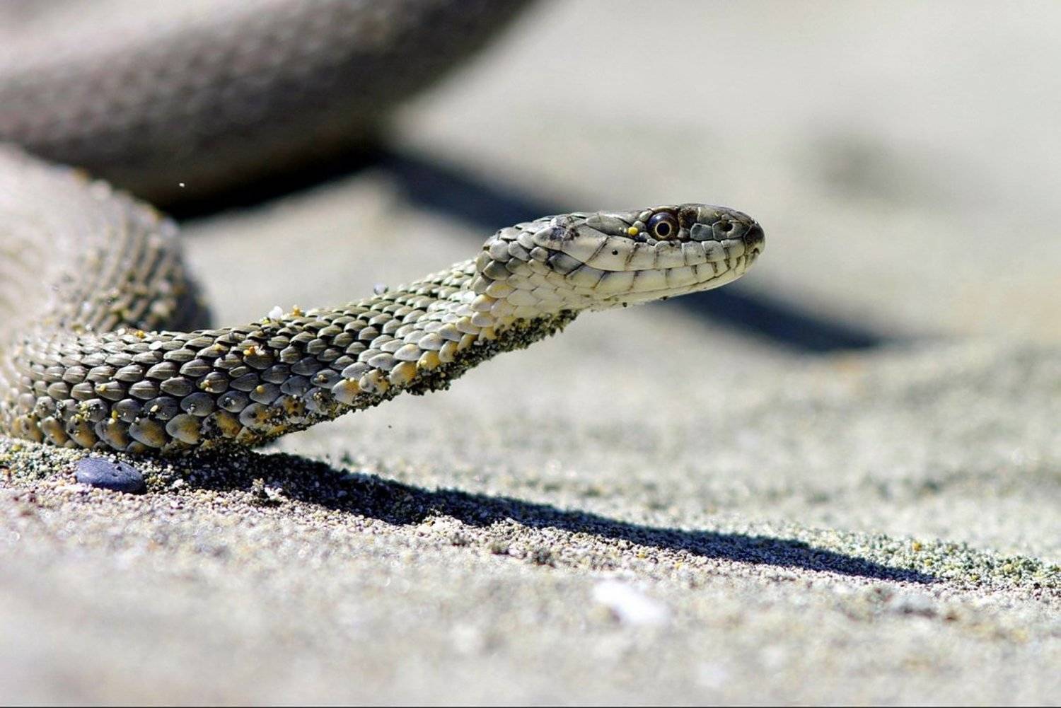 змея, пустыня, песок, Арсен Алабердов