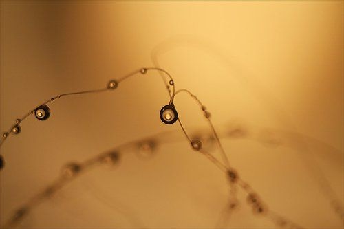 Планета Крокозябров