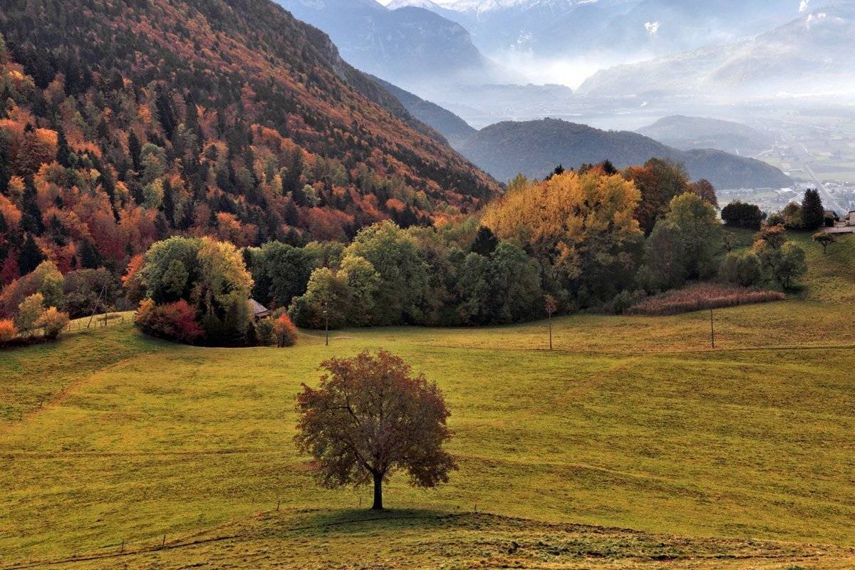 swiss, Матвеев Николай