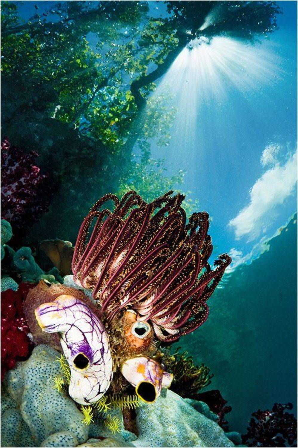 раджа, ампат, Сергей Шанин