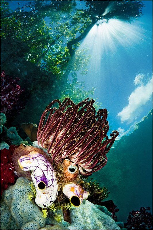 раджа, ампат Подводный свет фото превью