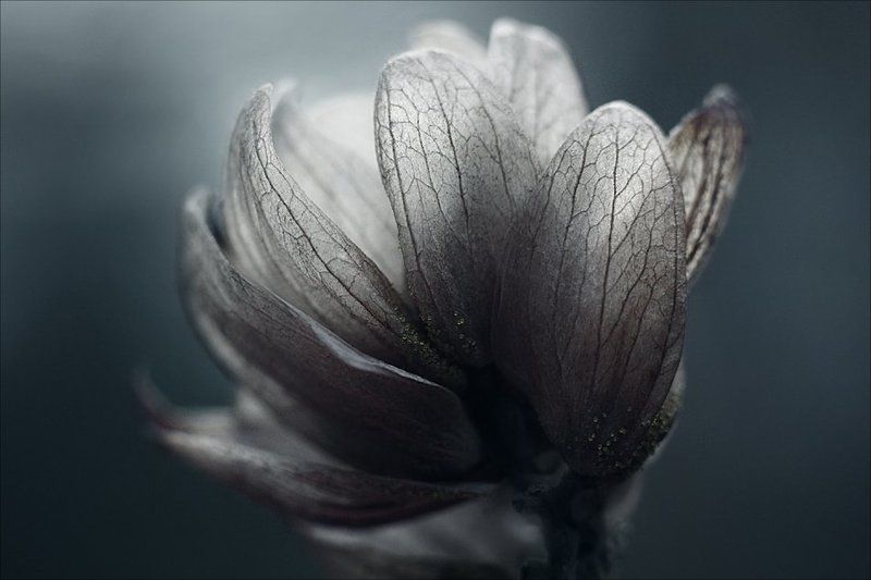 цветок холодной осени... фото превью