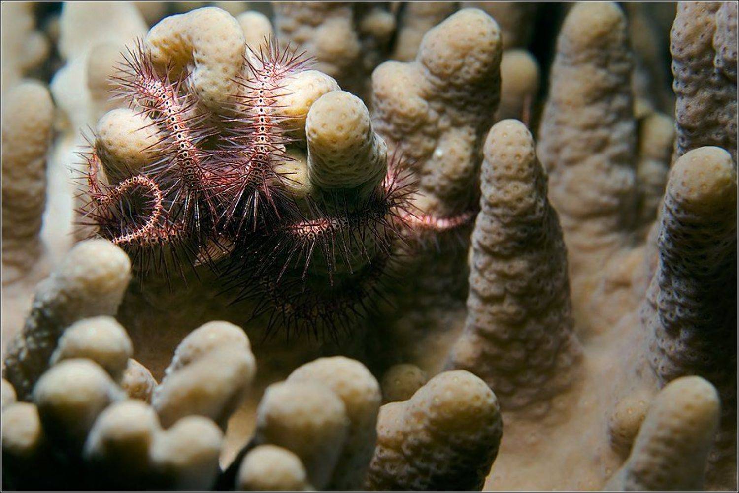 , Владимир Жданов