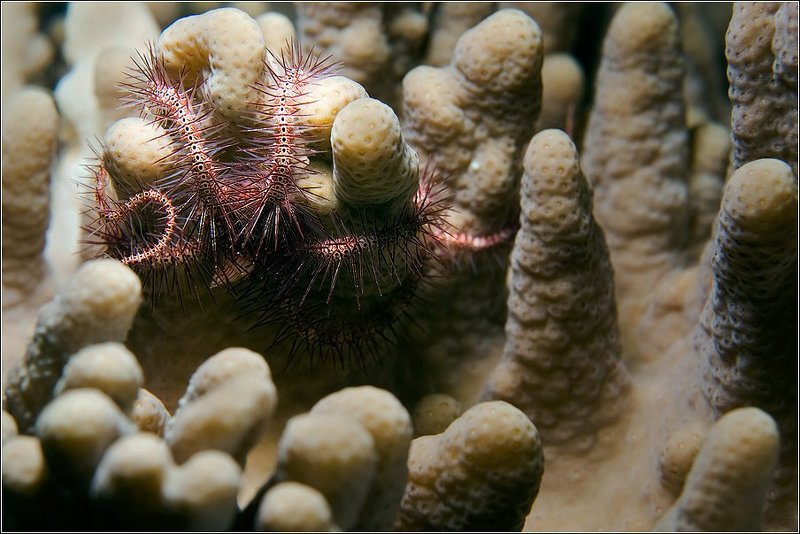 Медуза я, Горгона, а не \