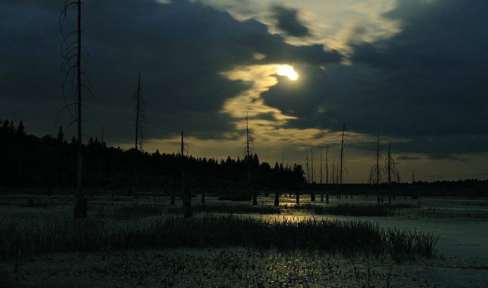 болото, Andrey Dvornikov