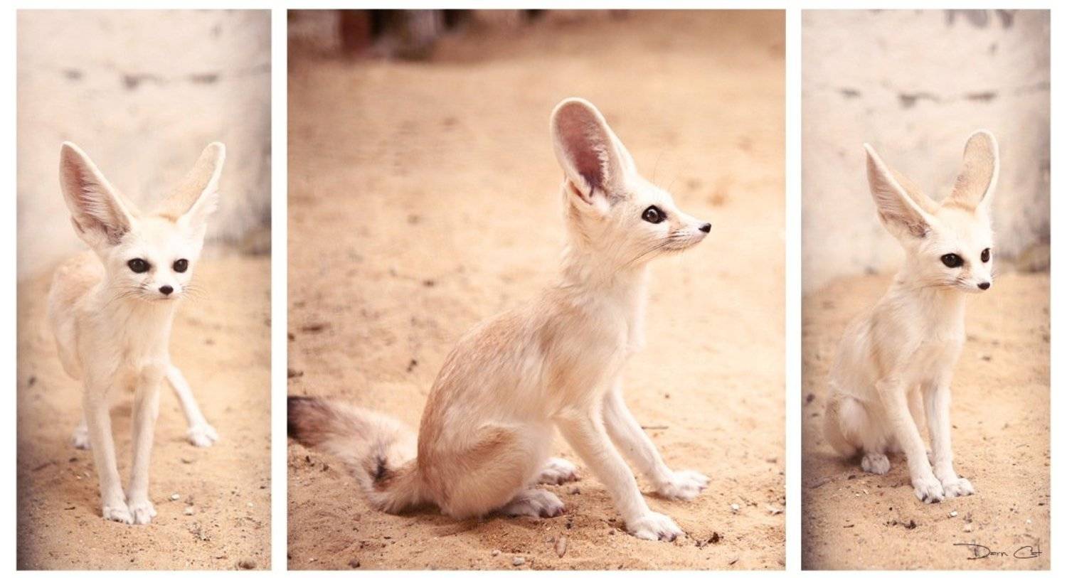 фенек, лисичка, пустыня, тунис, Darn Cat