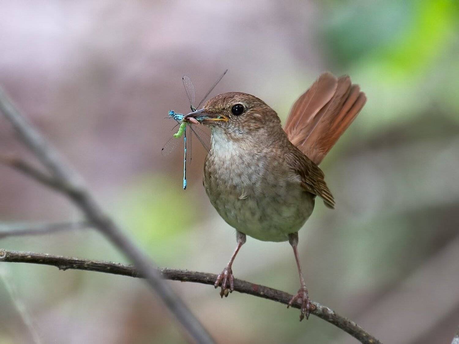 фотоохота , птицы , соловей, Шатенев Константин