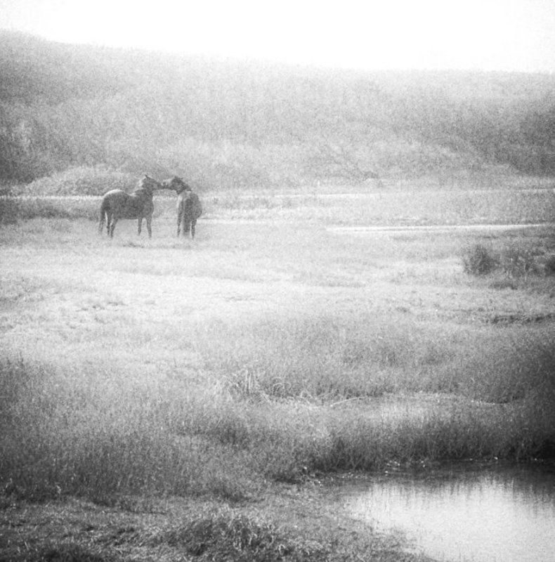 лошади *** фото превью