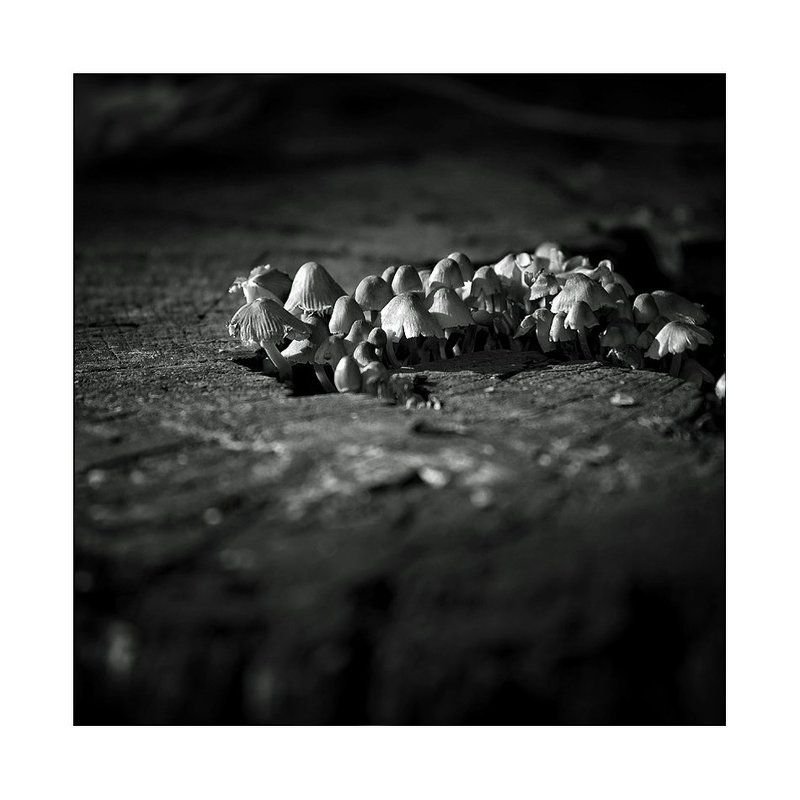 Свита... фото превью