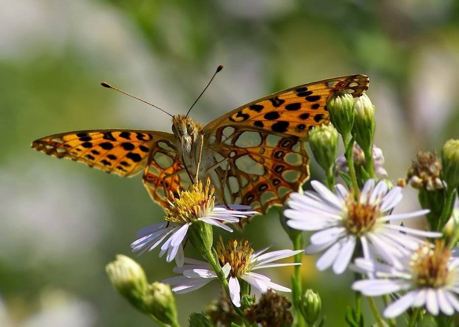 перламутровка, Cheplenko Aleksey