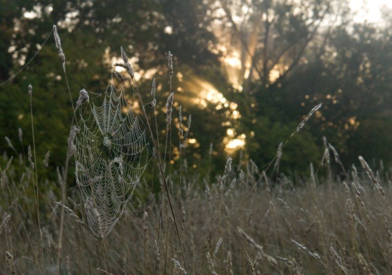 утро, туман, свет, деревья, трава, паутина, осень, лучи, солнце Однажды светлым утром.. фото превью