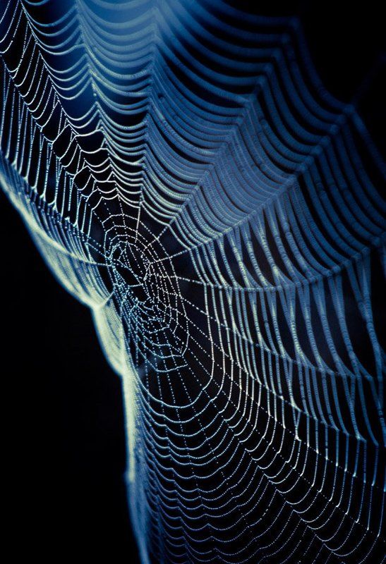 Паутина фото превью