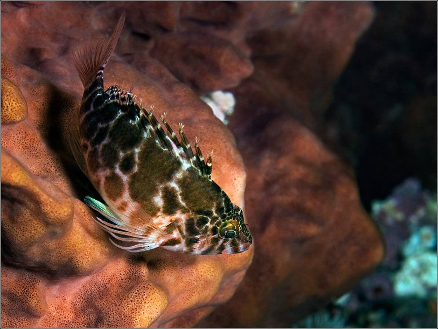 , Владимир Жданов