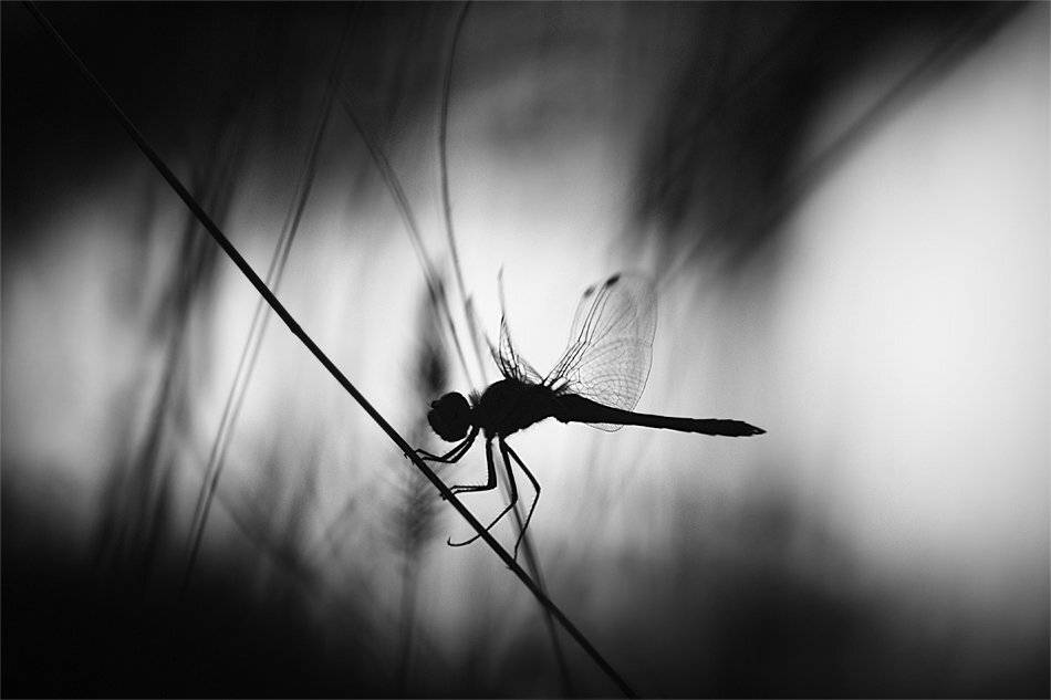 , Наталья Ова