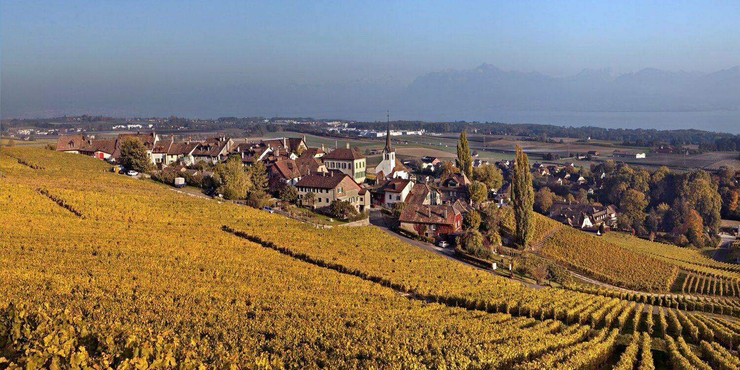 swiss, Матвеев Николай