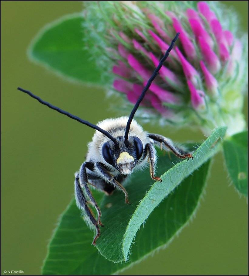 пчела,длинноусая,клевер, Александр Чувилин