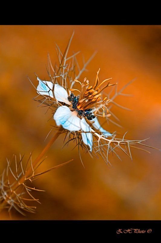 flower, golden, cyan, false, colors In false colors фото превью
