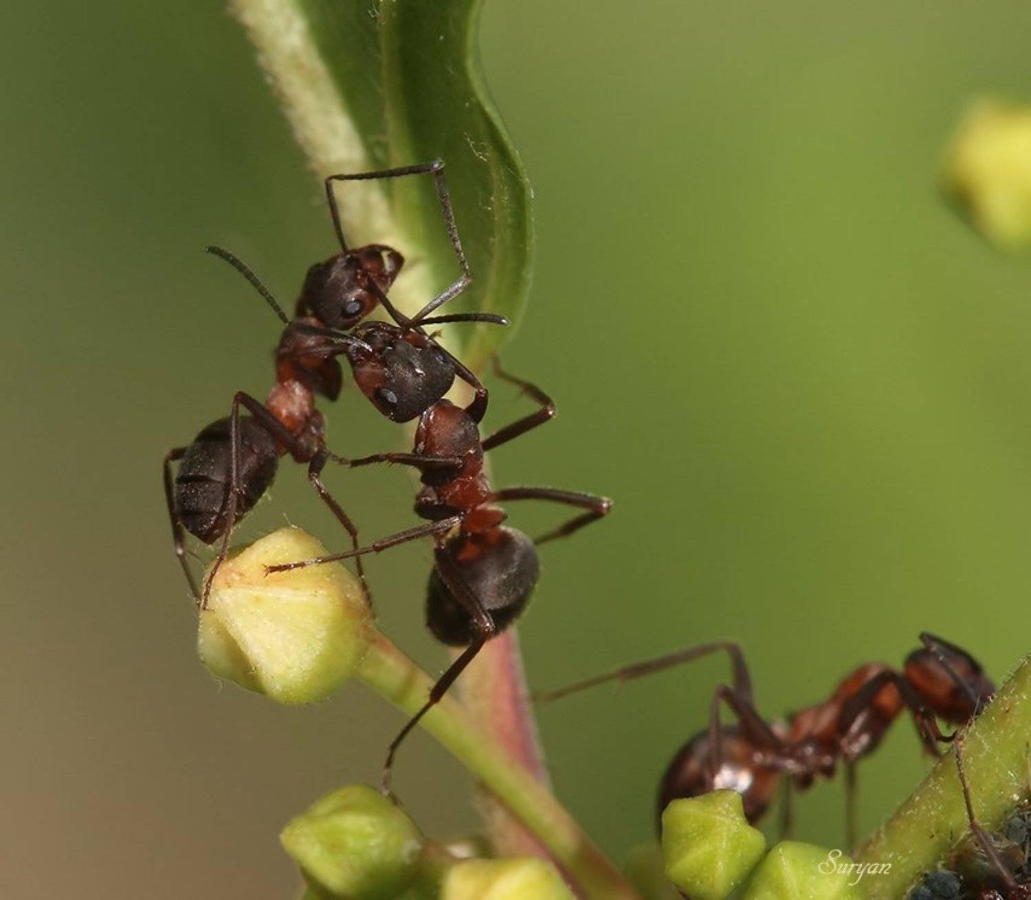 лето, трава, муравьи, Олег Сурьянинов