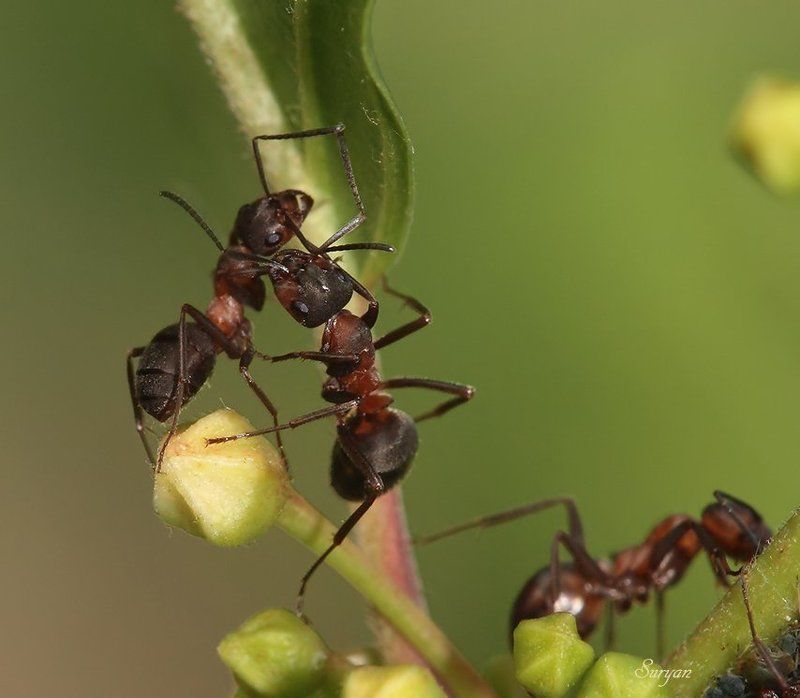лето, трава, муравьи Муравьи живут семьёй. Как их много, ой-ёй-ёй фото превью