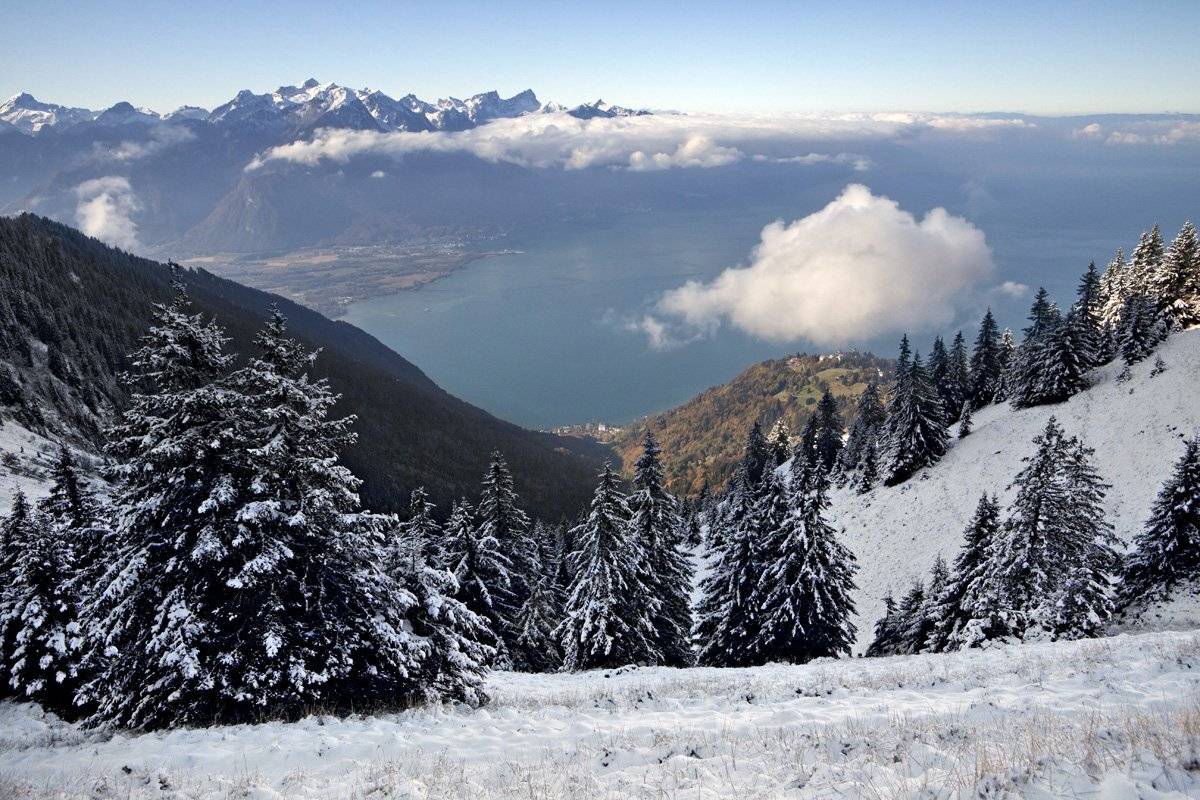 swiss, Матвеев Николай