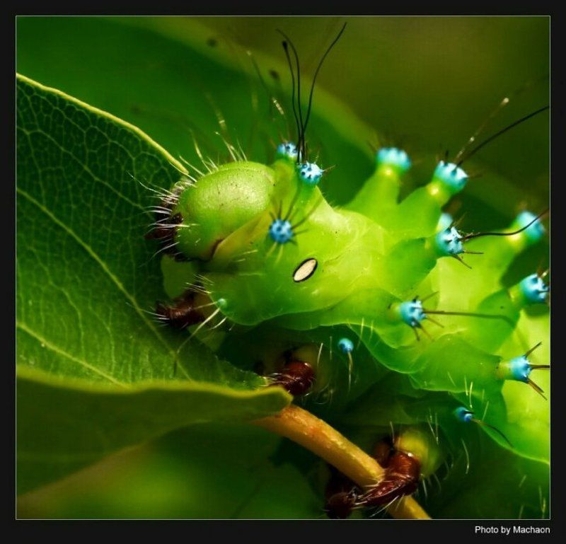 ***  фото превью