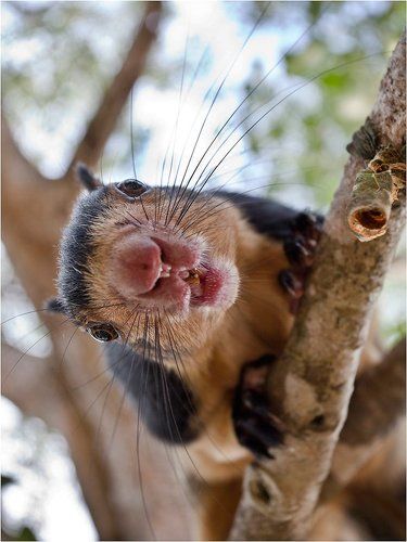 Один день из жизни азиатской белки