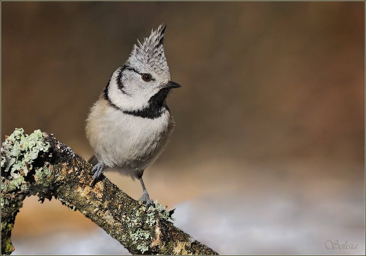 птицы, природа, гренадёрка, хохлатая синица, parus cristatus, Солисия