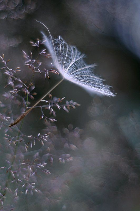 fleetingly фото превью