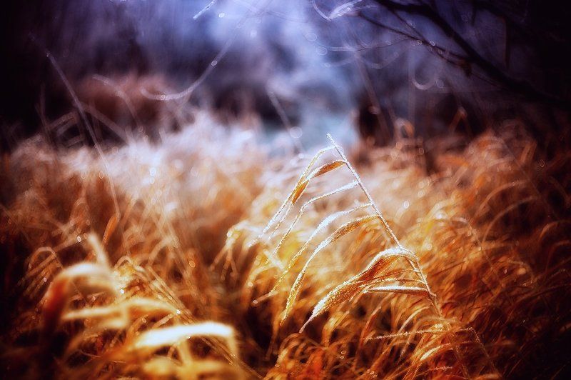 ночь Золотая ночь фото превью