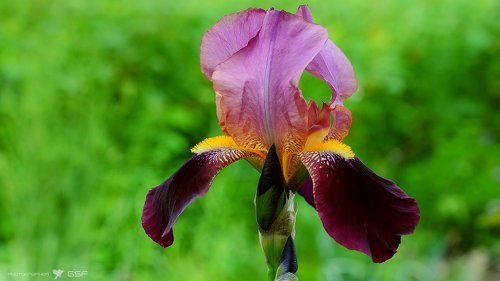 Ирисовый микс