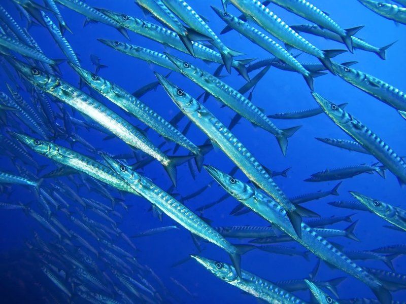 подводная фотография , underwater , средиземное море , барракуда , ustica Зубастая стая фото превью