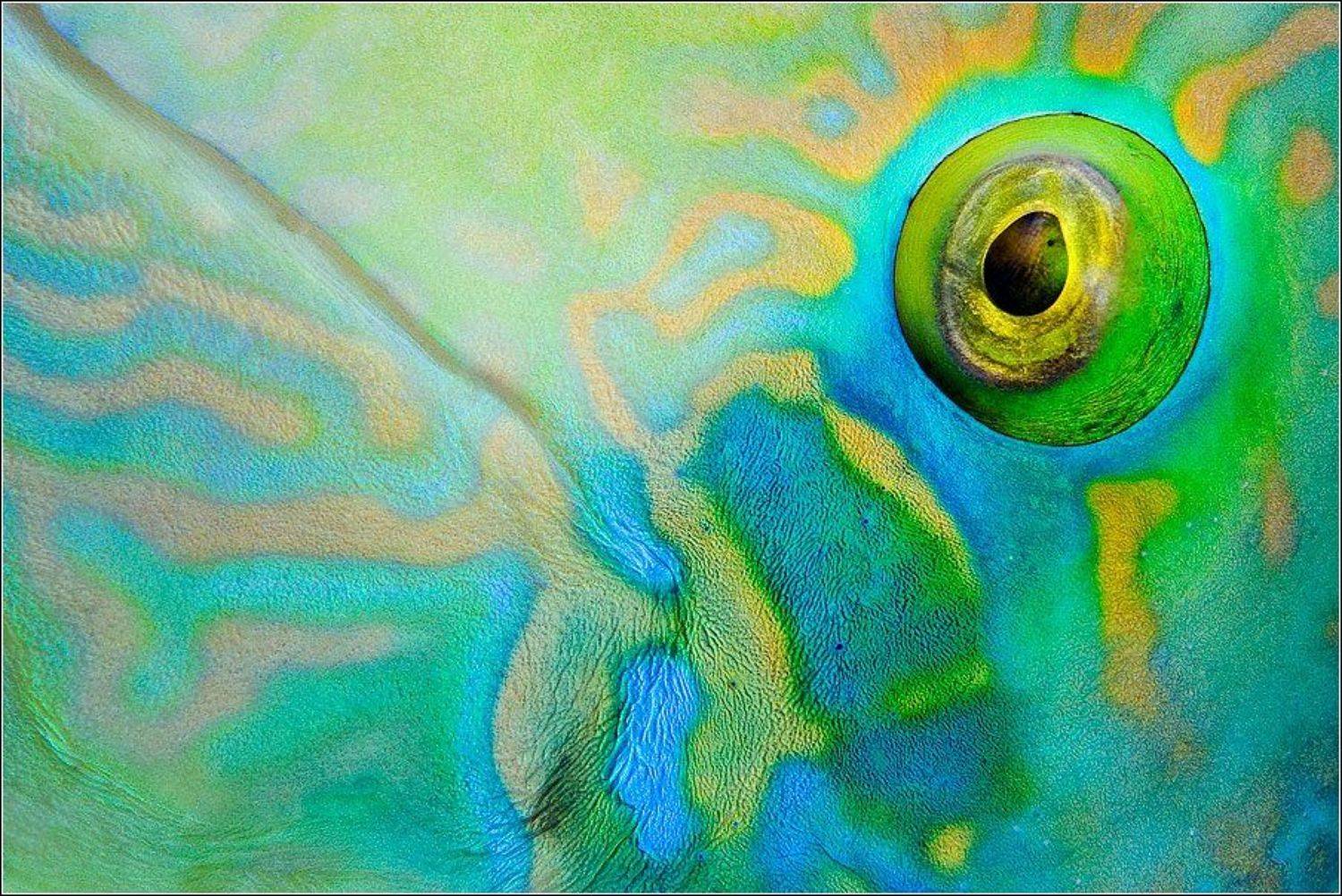 , Владимир Жданов